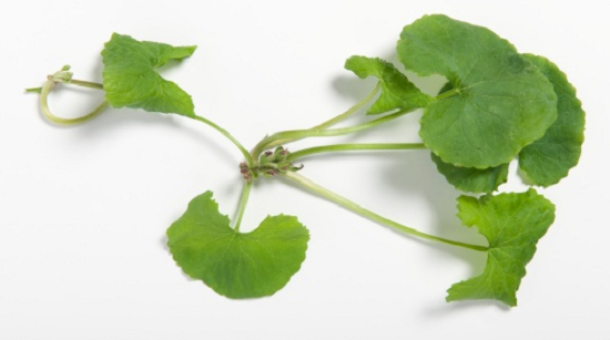 Centella Asiatica : Το ελιξίριο της ζωής έχει πλέον όνομα