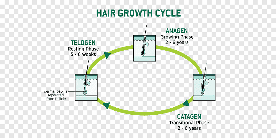 κύκλος ανάπτυξης των μαλλιών